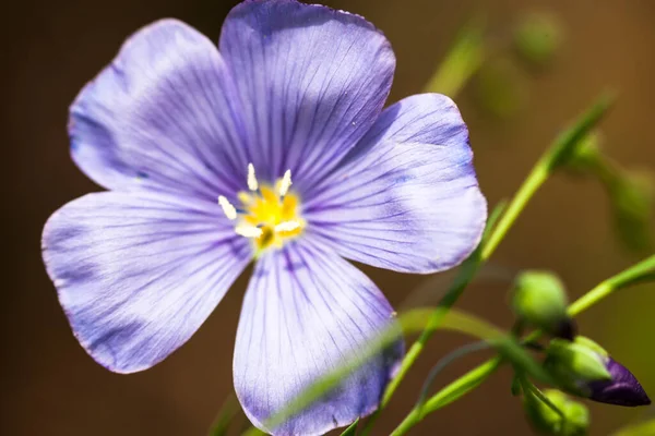 Fleur Bleue Lin Linum Printemps Gros Plan — Photo