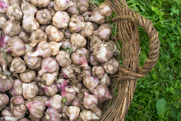 Ajo Fresco Canasta Mimbre Hierba Verde — Foto de Stock