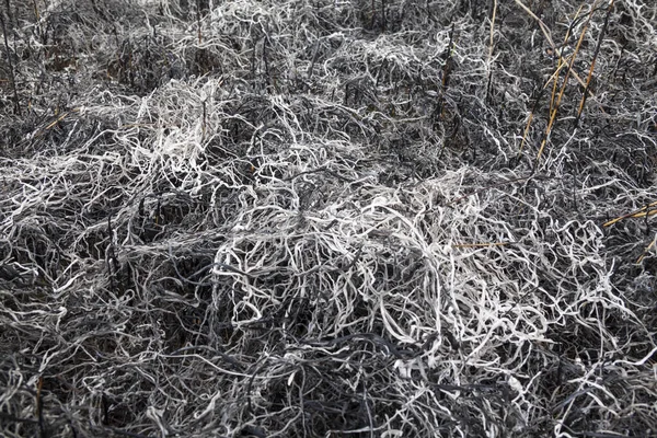 Hierba Quemada Campo Después Del Gran Fuego Cierre — Foto de Stock