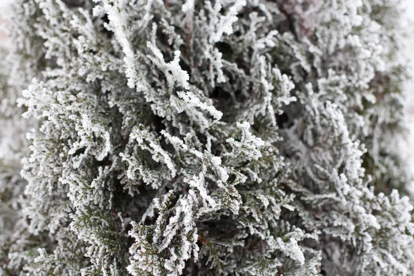 Rami Conifere Thuja Ricoperti Brina Nella Foresta Invernale — Foto Stock