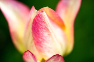 Pink tulip flower opening its petals. Close up.