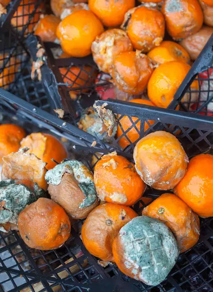 Гнилые Мандаринские Апельсины Свалке Испорченные Цитрусовые Продукты Гнилые Тропические Фрукты — стоковое фото