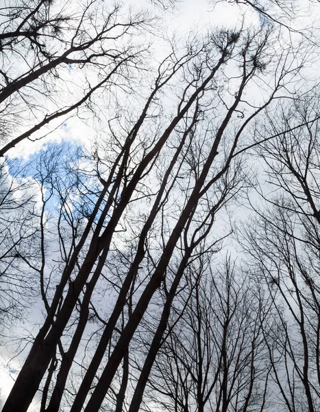 Sylwetki Gołych Drzew Pod Chmurnym Niebem — Zdjęcie stockowe