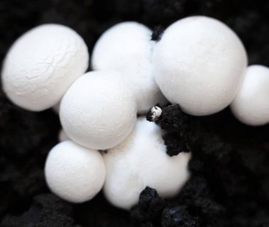 Büyüyen düğme mantarları (Agaricus bisporus, Champignon, portobello, common mantar). Siyah zeminde beyaz mantarlar. 