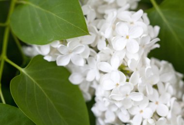 Beyaz leylak çiçekleri. Bahar çiçeği. Çiçek açmış leylak çalıları. Yakın plan..