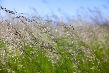 Güneşli bir günde tarlada çimenler..