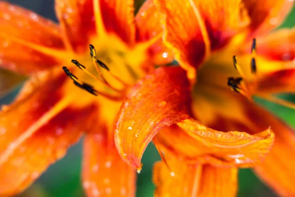 Orangefarbene Lilie Lilium Blüht Mit Tautropfen Nahaufnahme — Stockfoto