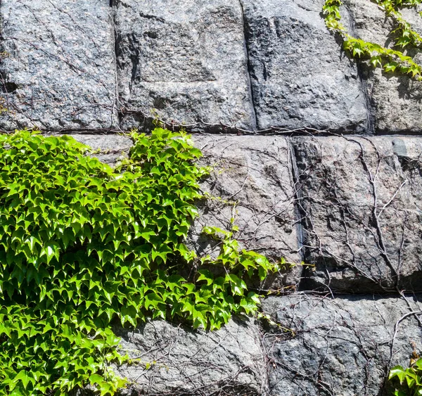 Parede Pedra Coberta Com Hera Verde Hedera — Fotografia de Stock