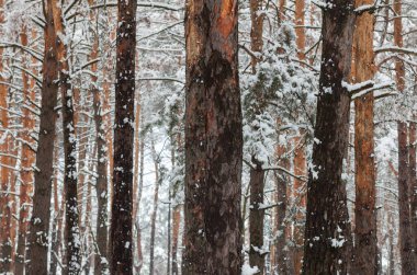Karda çam ağaçları. Ağaç gövdeleri. Kış ormanı Kış manzarası.