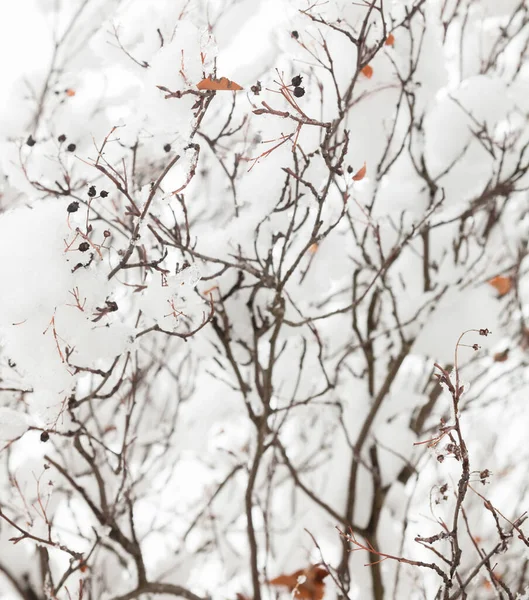 Зимние Ветви Голые Покрытые Снегом — стоковое фото