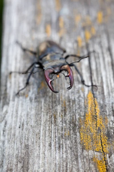 Samec Jelen Brouk Lucanus Cervus Dřevěném Povrchu — Stock fotografie