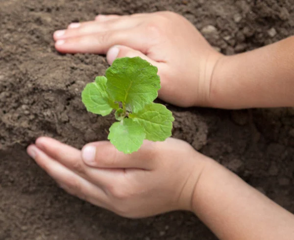 Manos Niño Sosteniendo Una Planta Joven Nueva Vida Cuidado Protección —  Fotos de Stock