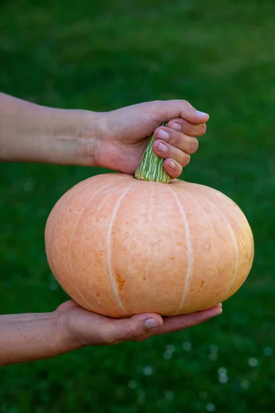 Hands Holding Big Pumpkin Rich Harvest Agriculture Farming — Stock Photo, Image