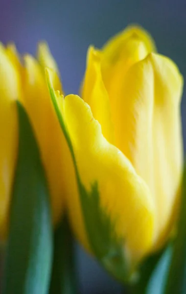 Gelbe Tulpenblüten Helle Frühlingsblumen Voller Blüte Nahaufnahme — Stockfoto