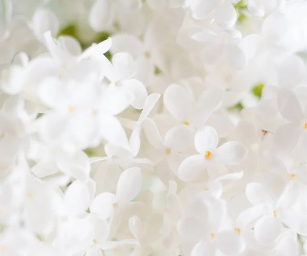 Fiori Lilla Bianchi Fioritura Primavera Cespugli Lilla Fiore Primo Piano — Foto Stock