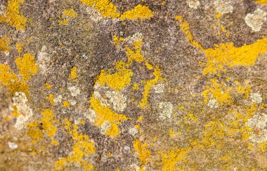 Eski taş yüzey ve liken. Kapat..