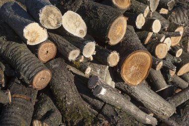 Kesik kütükleri yığını. Kapat..