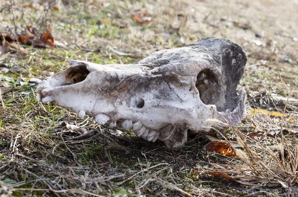 Animal\'s skull on the ground. Close up.
