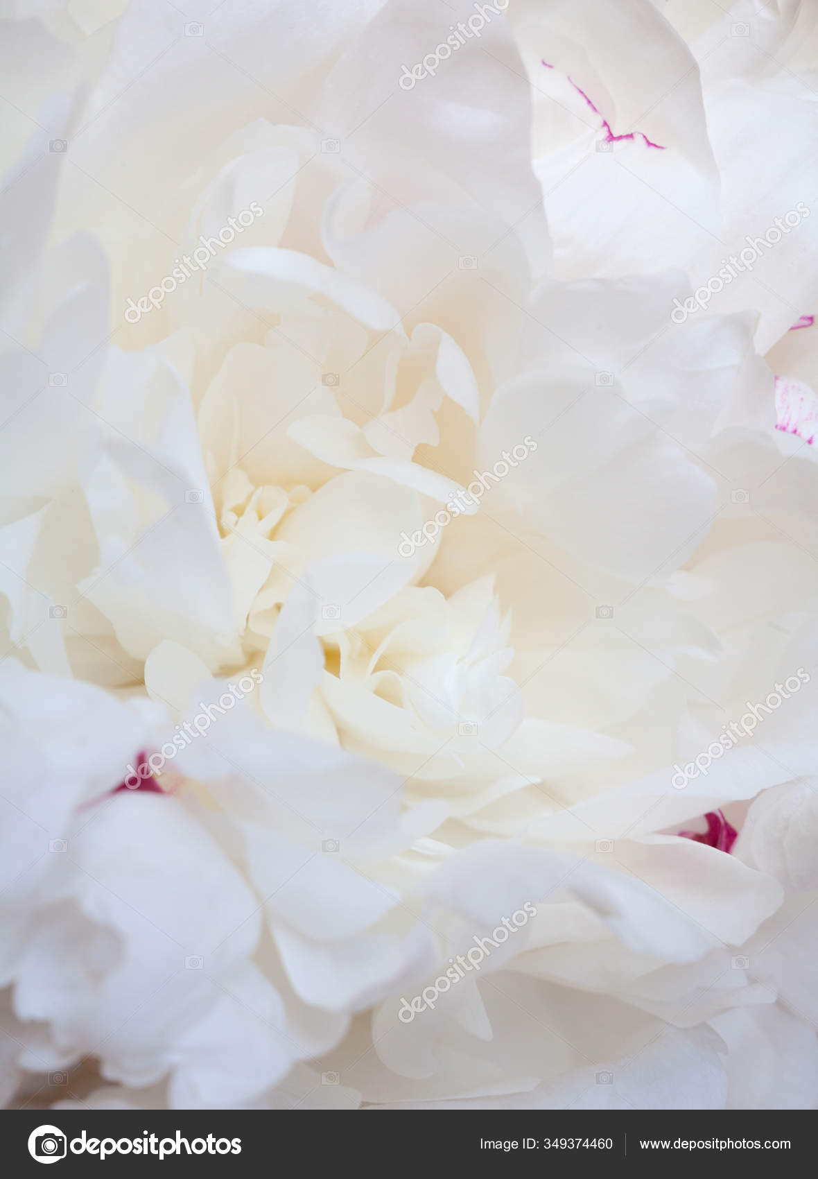 White Peony Flower Snow White Petals Close Stock Photo by ©rootstocks 349374460
