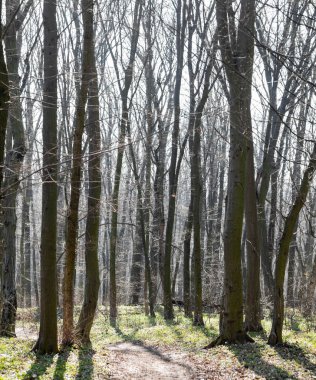 Bahar ormanındaki toprak yol. Baharın erken saatlerinde güneşli bir gün.