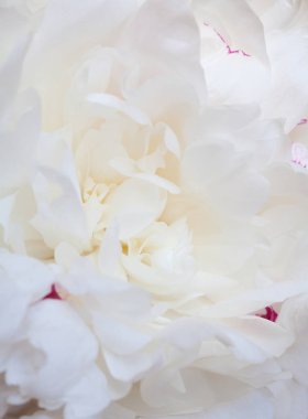 Beyaz şakayık çiçeği. Kar beyazı taç yaprakları. Yakın plan.. 