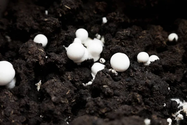 Crecimiento Champiñones Botón Agaricus Bisporus Champiñón Portobello Champiñón Común Gorras — Foto de Stock