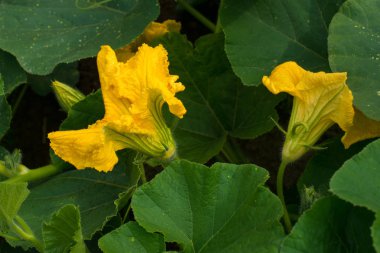 Balkabağı (Cucurbita pepo) sarı çiçekler ve yeşil yapraklar. Kapat..