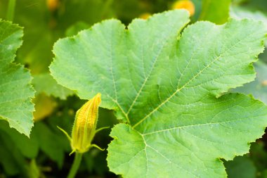 Kabak (Cucurbita pepo) çiçek tomurcuğu ve yeşil yaprak. Kapat..