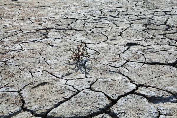 亀裂した乾燥地にあるグラスウメ サリチア エウロパ — ストック写真
