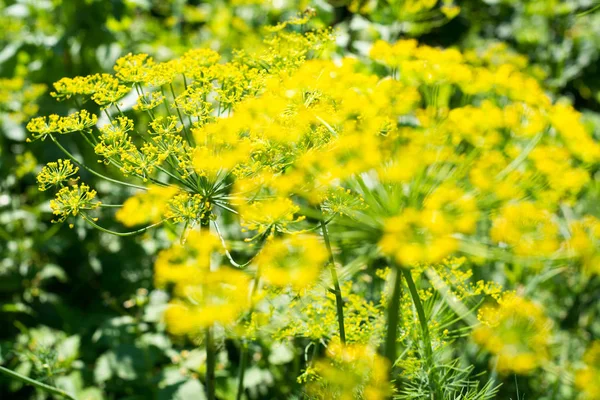 Flores Amarillas Eneldo Anethum Graveolens Cerca — Foto de Stock