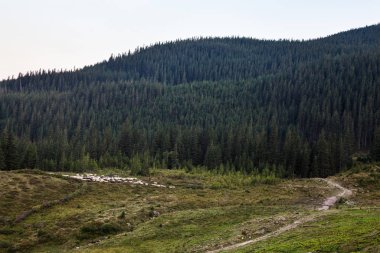 Ukrayna Karpatlar 'ında koyun sürüsüyle yaz manzarası.