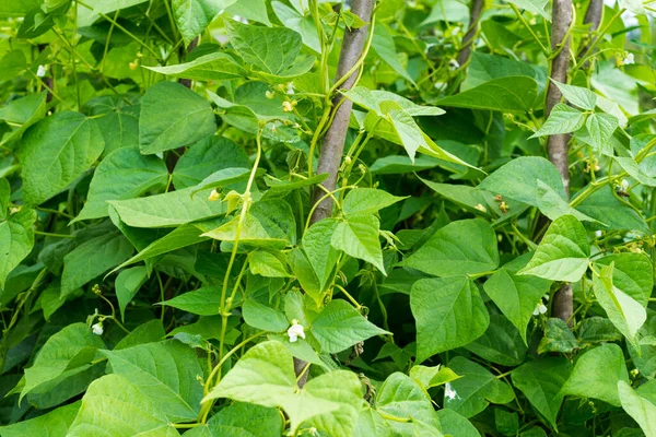 Növekszik Bab Phaseolus Vulgaris Zöld Szőlő Levelei Kúszik Függőleges Támasz — Stock Fotó