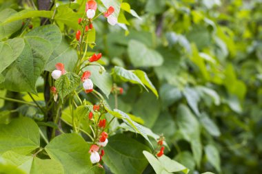 Fasulye (Phaseolus vulgaris) büyüyen. Yeşil sarmaşıklar ve dikey destek üzerinde sürünen yaprakları.