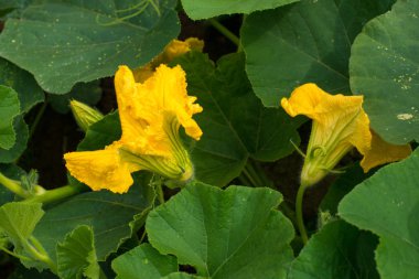 Balkabağı (Cucurbita pepo) sarı çiçekler ve yeşil yapraklar. Kapat..