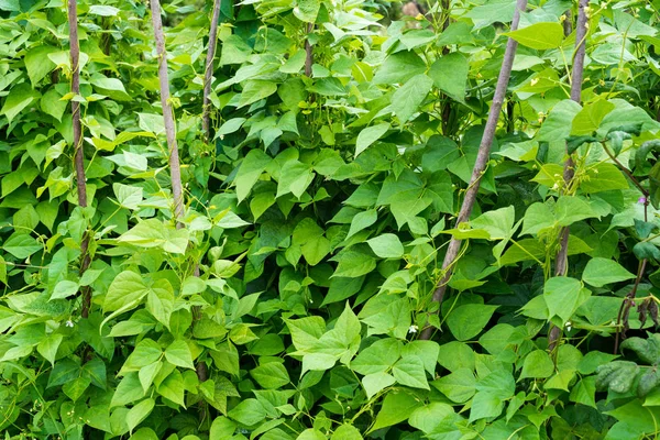 Cultivando Los Frijoles Phaseolus Vulgaris Viñas Verdes Hojas Arrastrándose Sobre —  Fotos de Stock