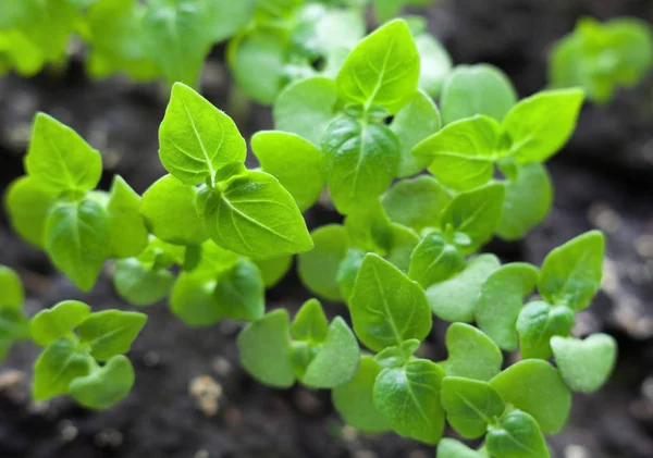 Growing Basil Vegetable Garden Young Basil Sprouts Close Stock Photo