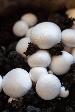 Büyüyen düğme mantarları (Agaricus bisporus, Champignon, portobello, common mantar). Siyah zeminde beyaz mantarlar. 