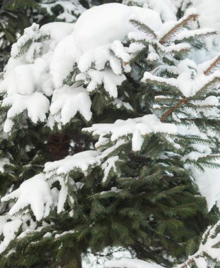 Karla kaplı kozalaklı dallar. Karda firavun ağacı. Kış ağacı. Yakın plan..