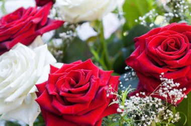 Kırmızı ve beyaz gül çiçekleri. Bir buket çiçek. Yakın plan..