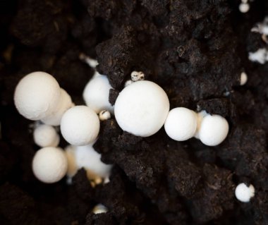 Büyüyen düğme mantarları (Agaricus bisporus, Champignon, portobello, common mantar). Siyah zeminde beyaz mantarlar. 