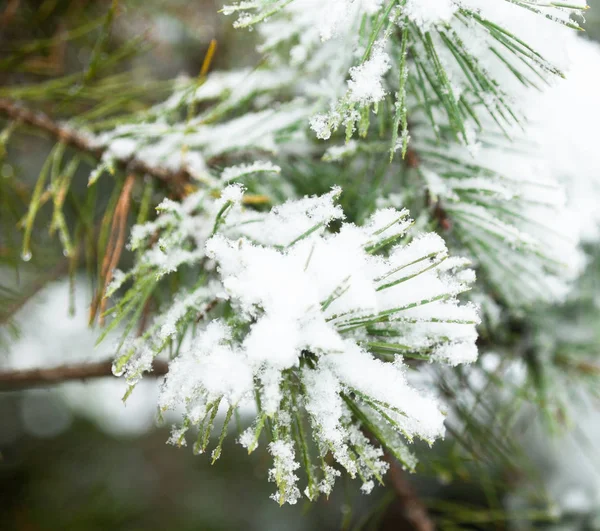 Rami Conifere Ricoperti Neve Abete Nella Neve Albero Invernale Primo — Foto Stock