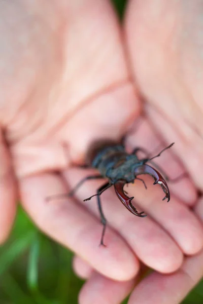 Руки Держат Самца Жука Оленя Lucanus Cervus Крупный План — стоковое фото