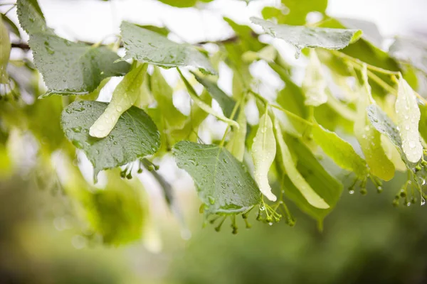 Våta Lindgrenar Kalk Små Blomknoppar Och Gröna Blad Våren Regn — Stockfoto