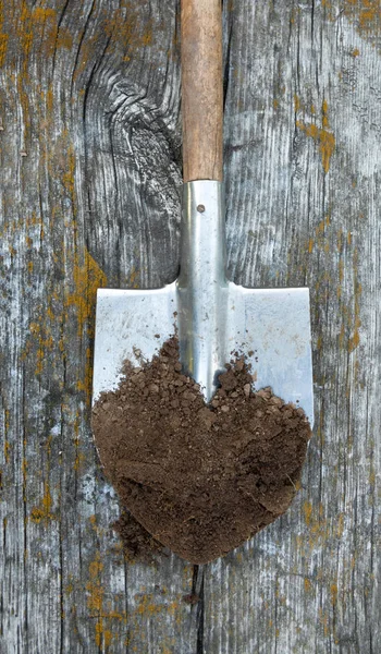 Black earth (ground, soil, dirt) on the metal spade (shovel). Agriculture. Farming. Black soil.