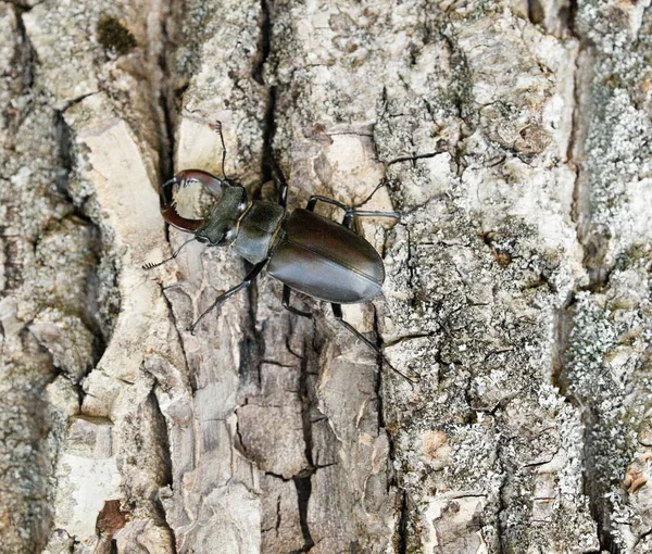 Férfi Szarvasbogár Lucanus Cervus Fatörzsön — Stock Fotó