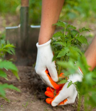 Domates filizini deliyorum. Sebze bahçesinde çalışıyorum. Ellerinizi koruyucu eldivenlere koyun. Tarım. Çiftçilik. Yakın plan..
