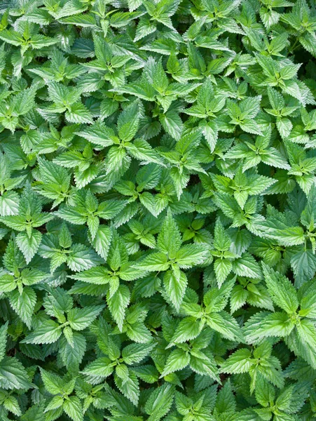 Bahçede Isırgan Otu Urtica Dioica Var Tırtıklı Kenarları Olan Yeşil — Stok fotoğraf