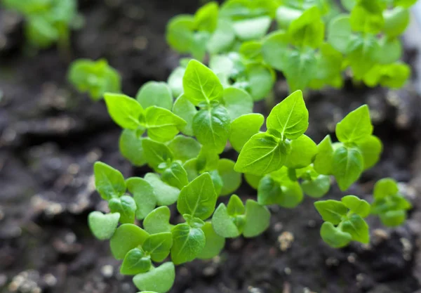 Growing Basil Vegetable Garden Young Basil Sprouts Close Stock Image