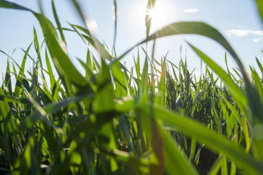 Güneşli bir günde tarlada taze yeşil çimenler..