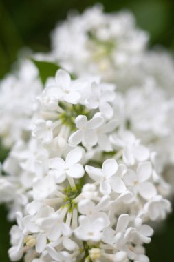 Beyaz leylak çiçekleri. Bahar çiçeği. Çiçek açmış leylak çalıları. Yakın plan..